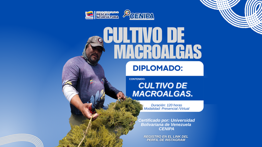 Diplomado Cultivo de Macroalgas